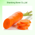 2015 Китай Высокое качество Свежий морковь